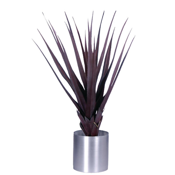 Pandanus Red 900mm cc503