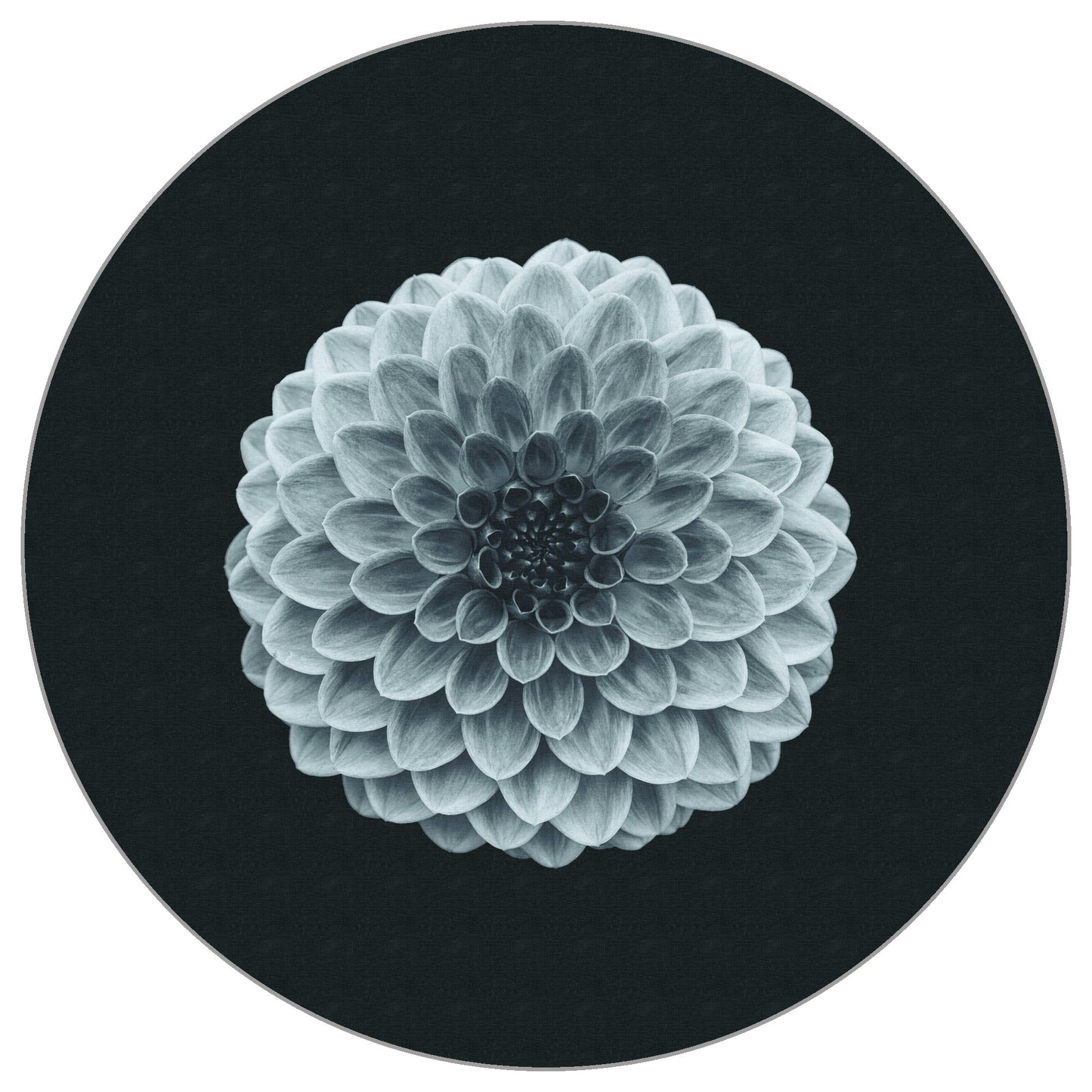 Circular Mural Symmetry