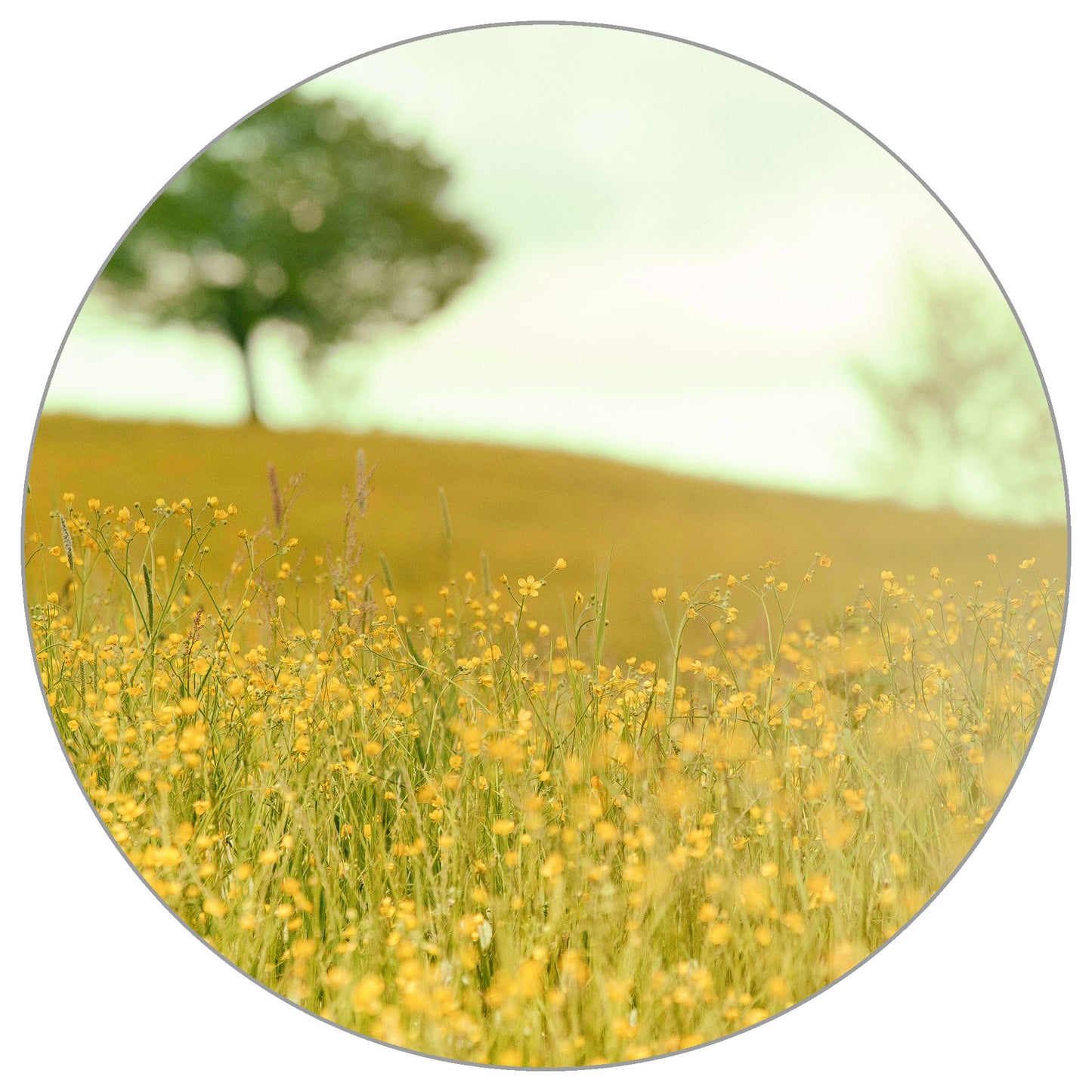 Circular Mural Late Afternoon In The Meadow