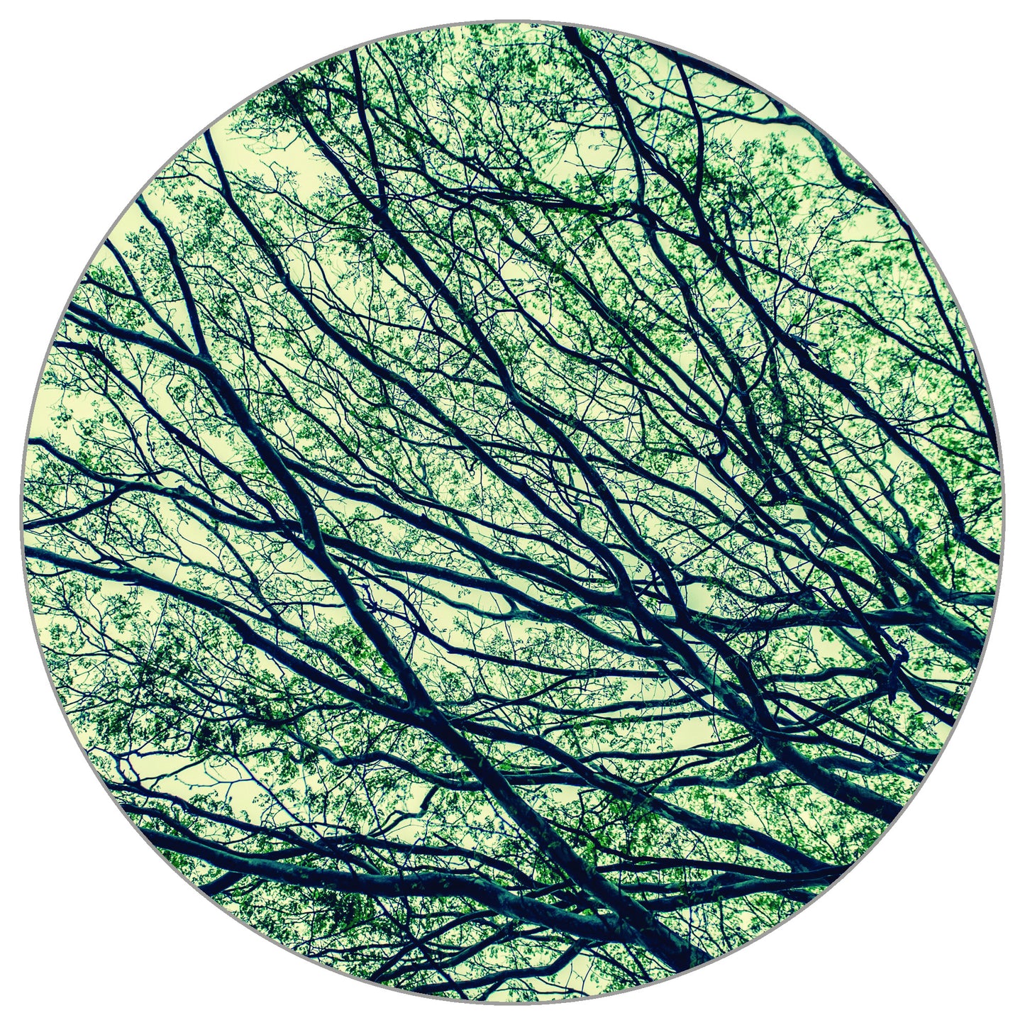 Circular Mural Canopy