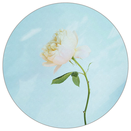 Circular Mural Pastel Rose
