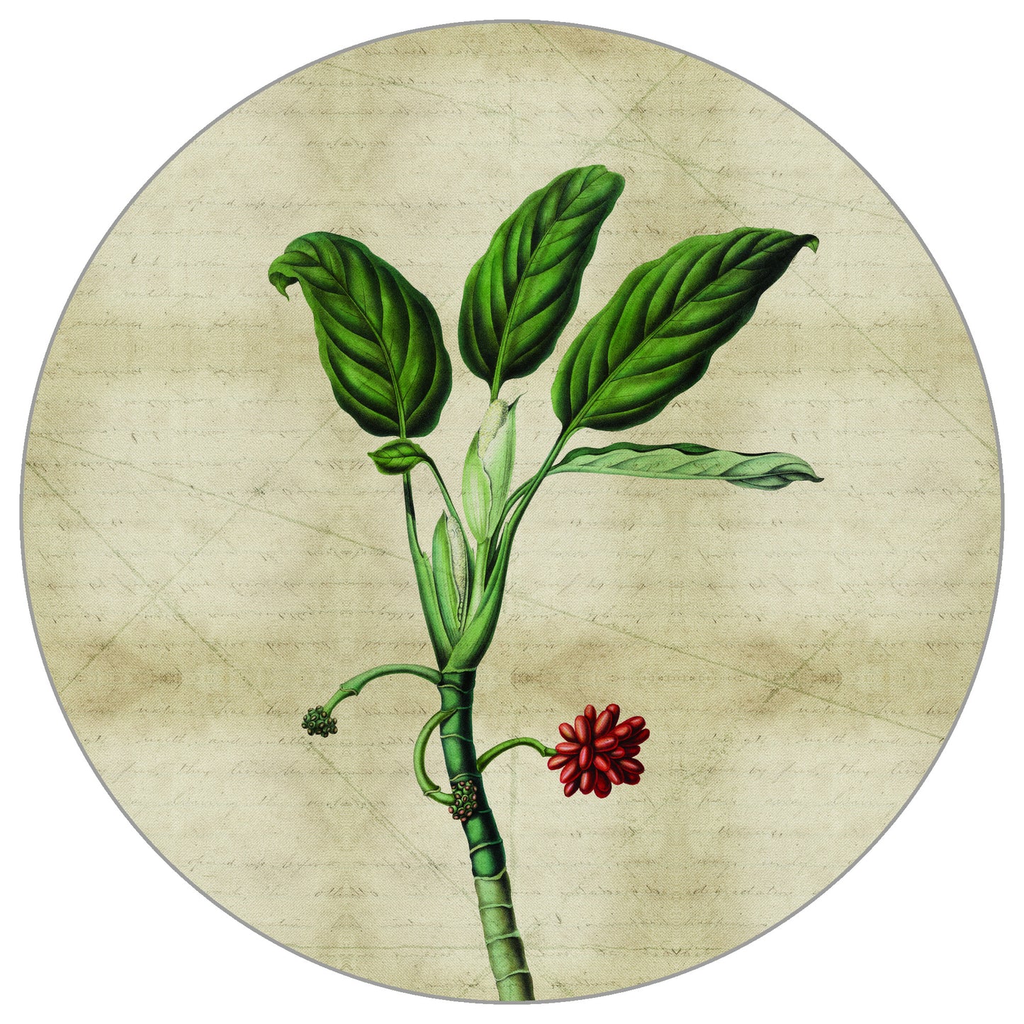 Circular Mural Tropical Botanicals I