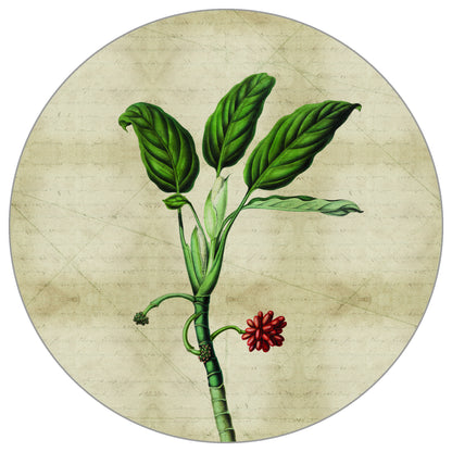 Circular Mural Tropical Botanicals I