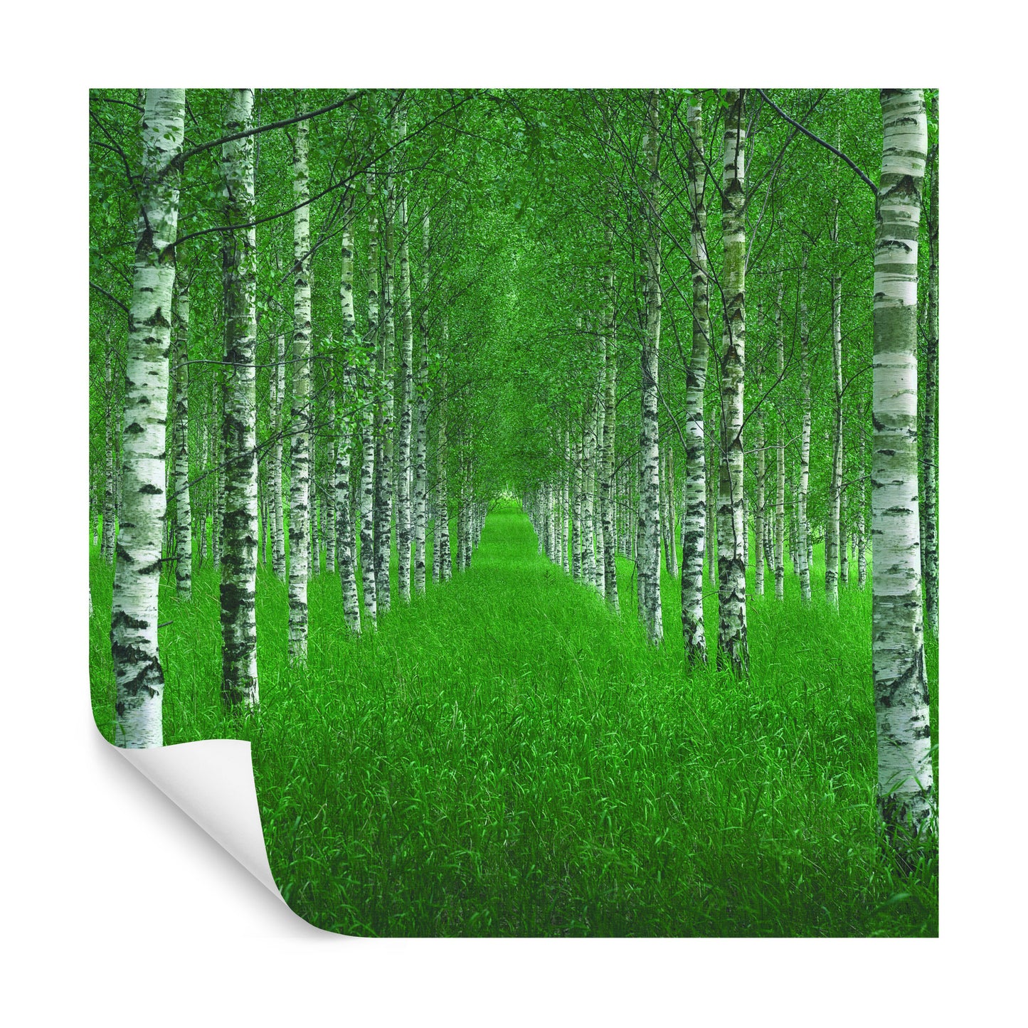 Square Wallmural The Tunnel By Christian Lindsten