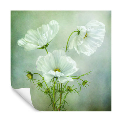 Square Wallmural Cosmos Charm By Mandy Disher