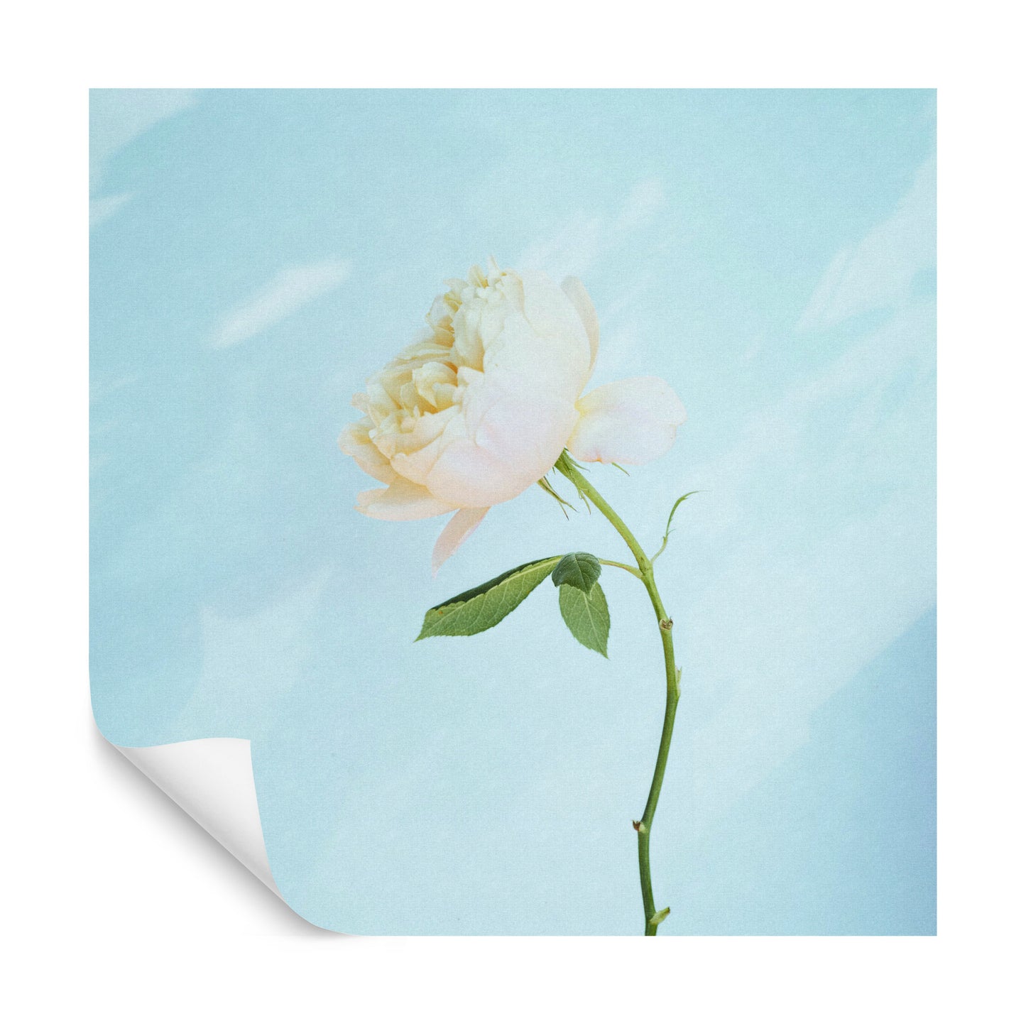 Square Wallmural Pastel Rose