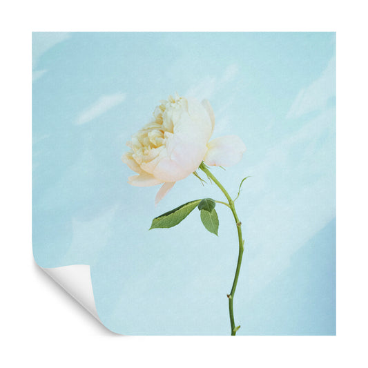 Square Wallmural Pastel Rose