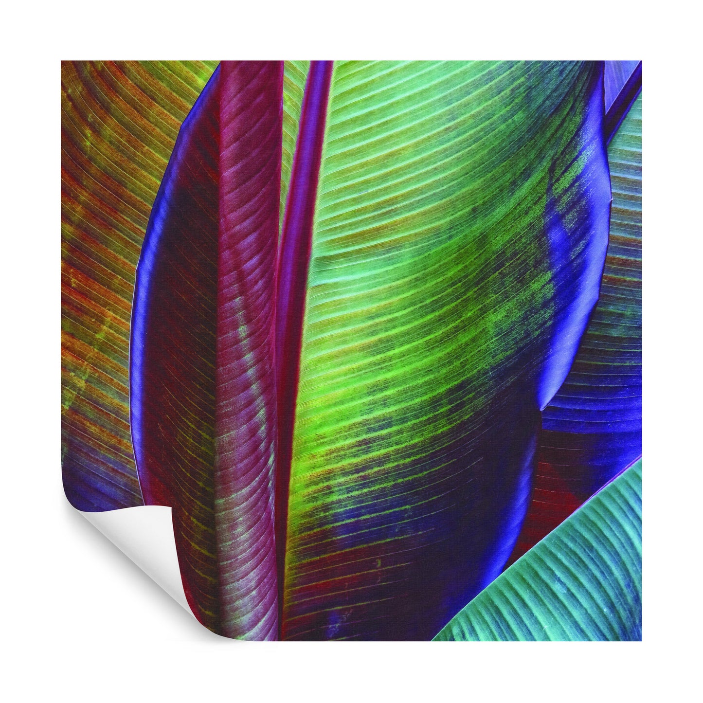 Square Wallmural Banana Leaf By François Casanova