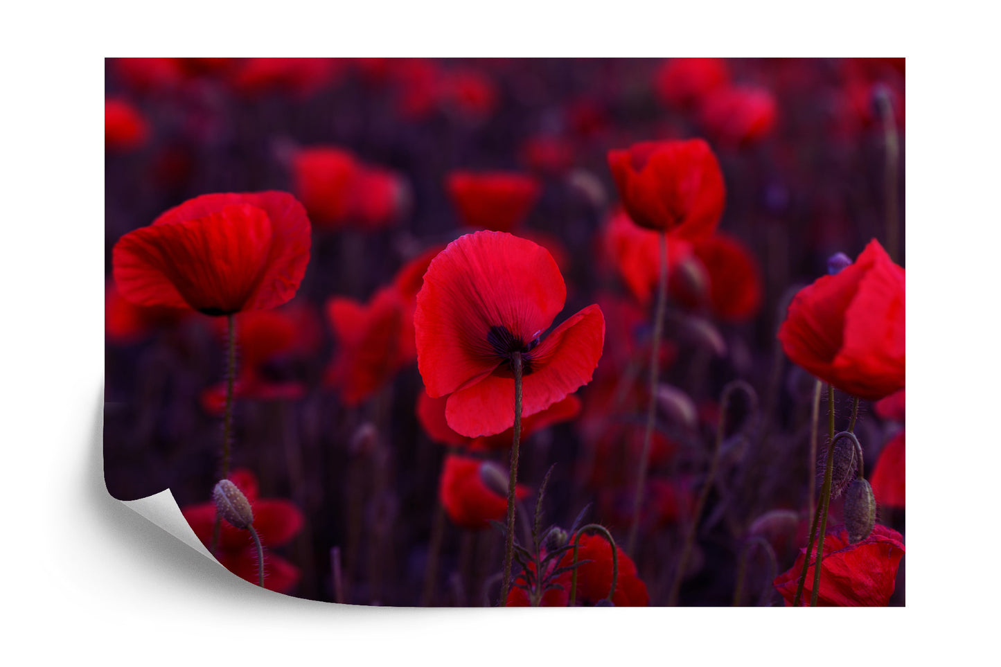 Photomural Wild Red Poppies