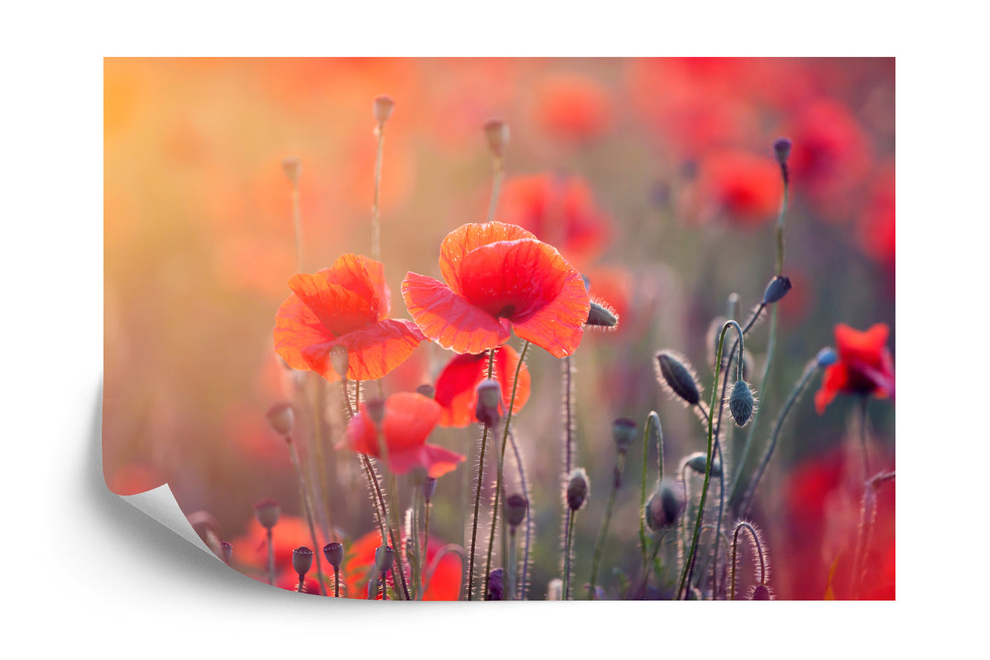 Photomural Poppy Field