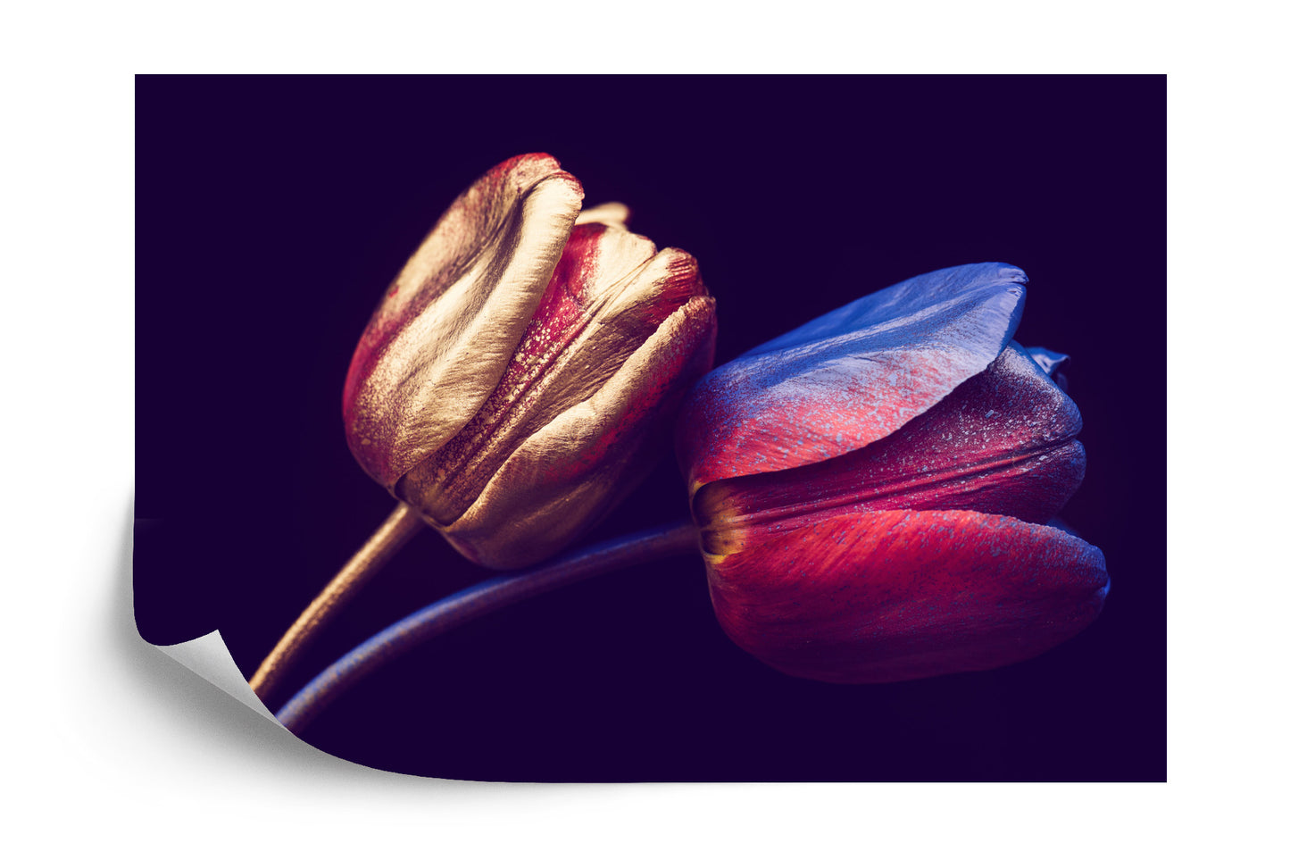 Photomural Tulips With Golden Elements