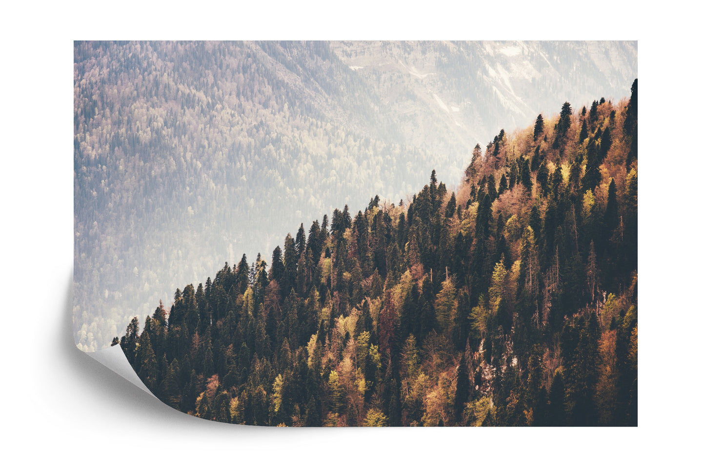 Photomural Forest Mountains