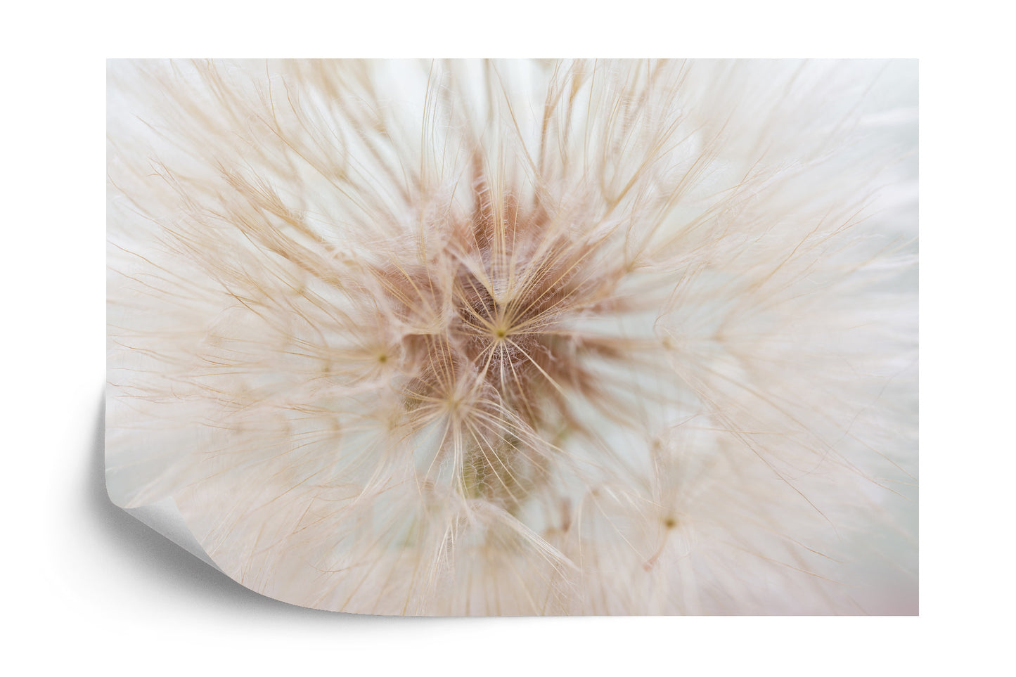 Photomural Dandelion 3D