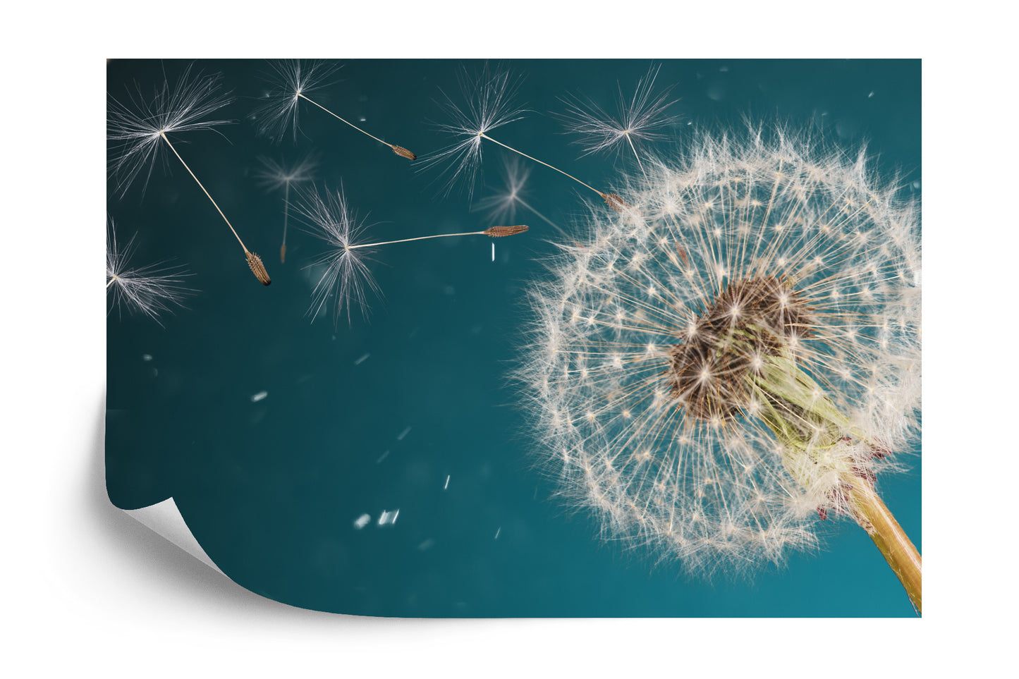 Photomural Optical Dandelion