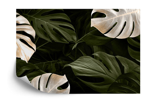 Photomural White And Green Monstera Leaves