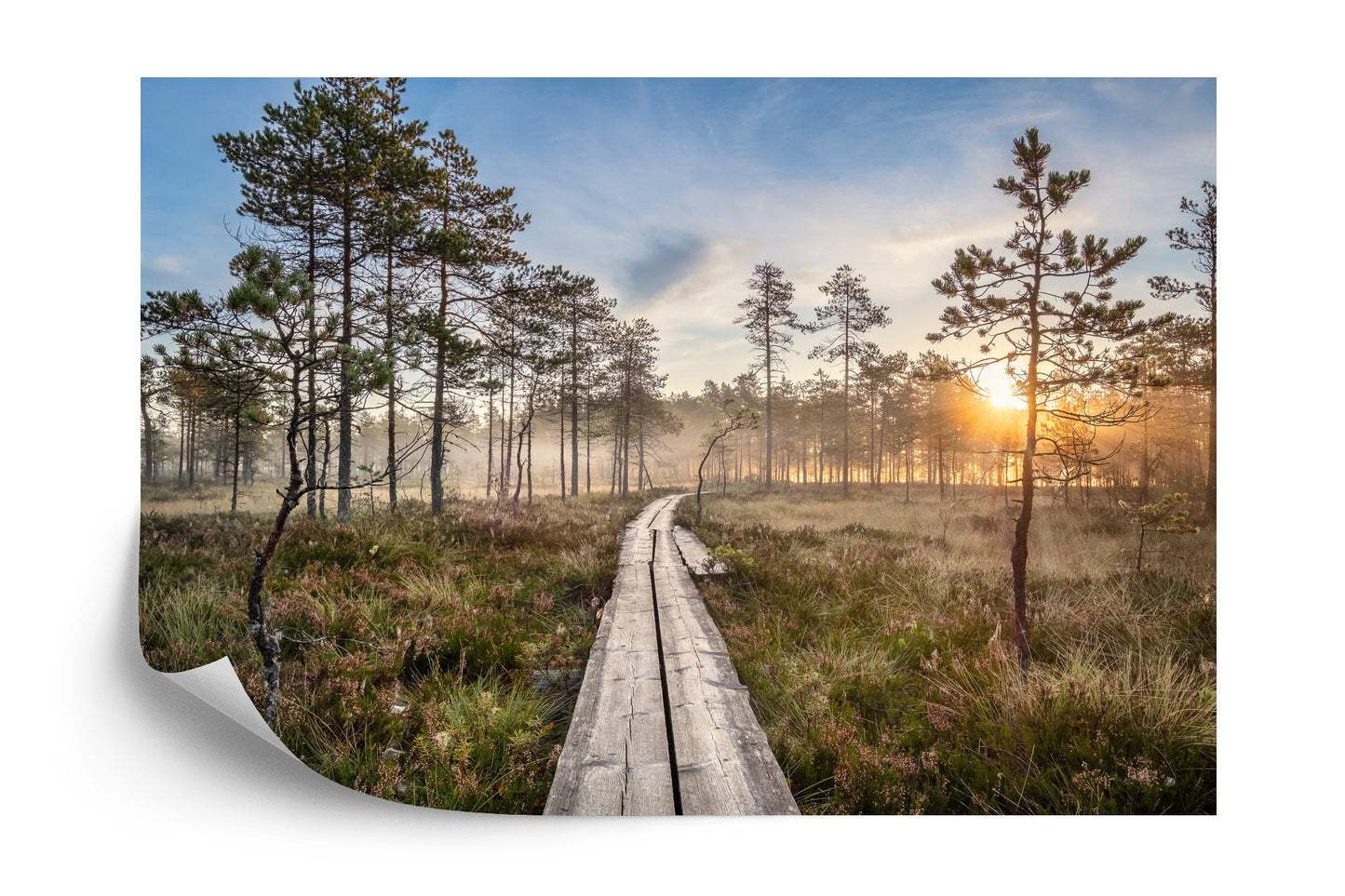 Photomural Wooden Path In The Forest