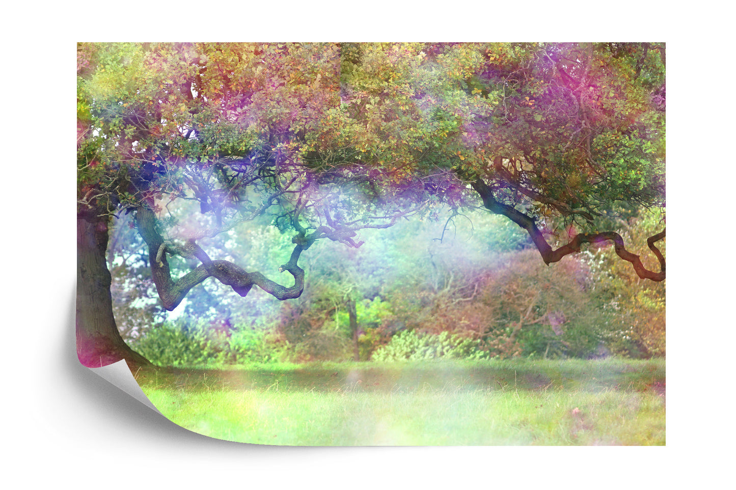 Photomural Magic Colorful Forest