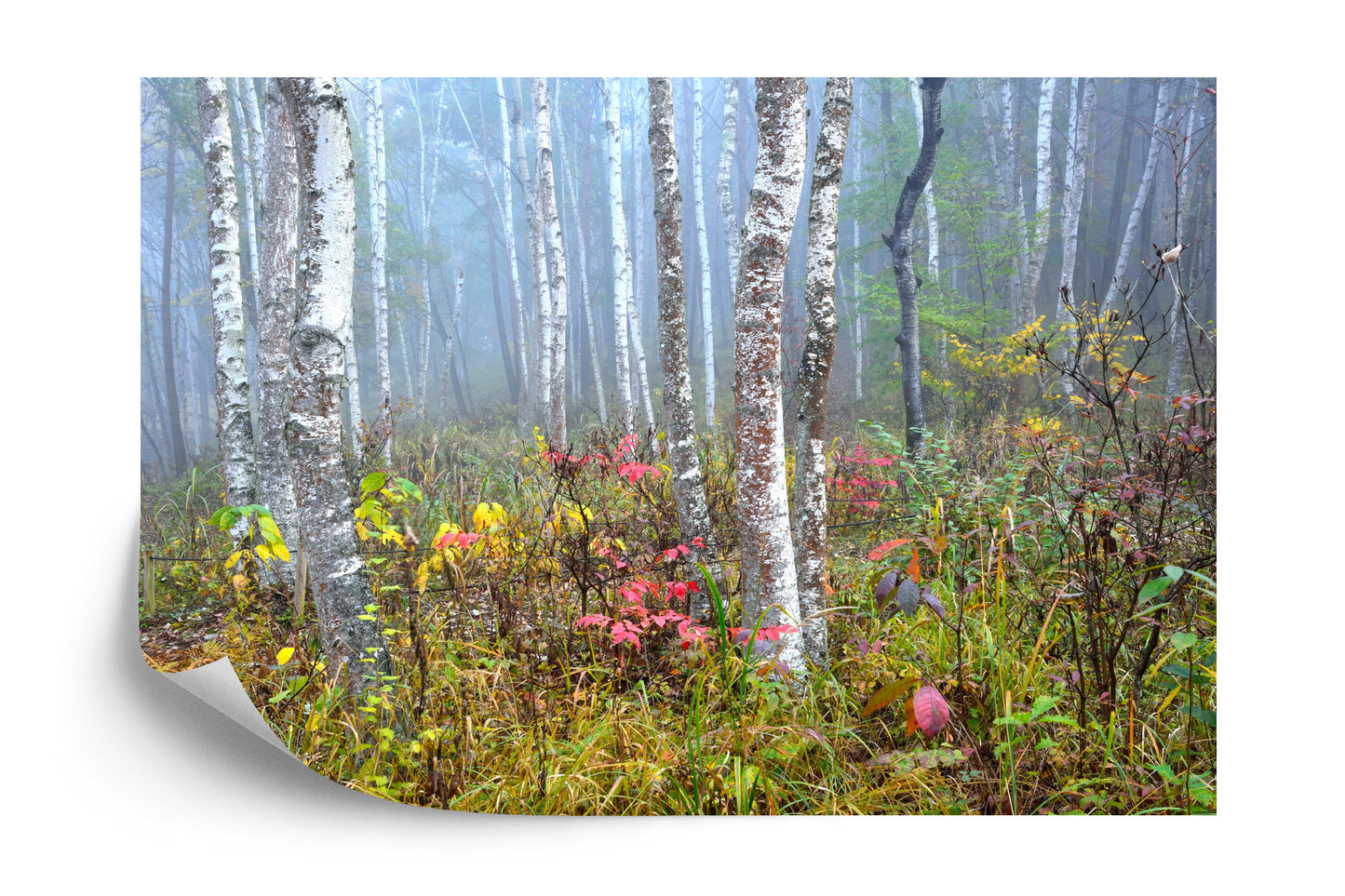 Photomural Forest In Fog