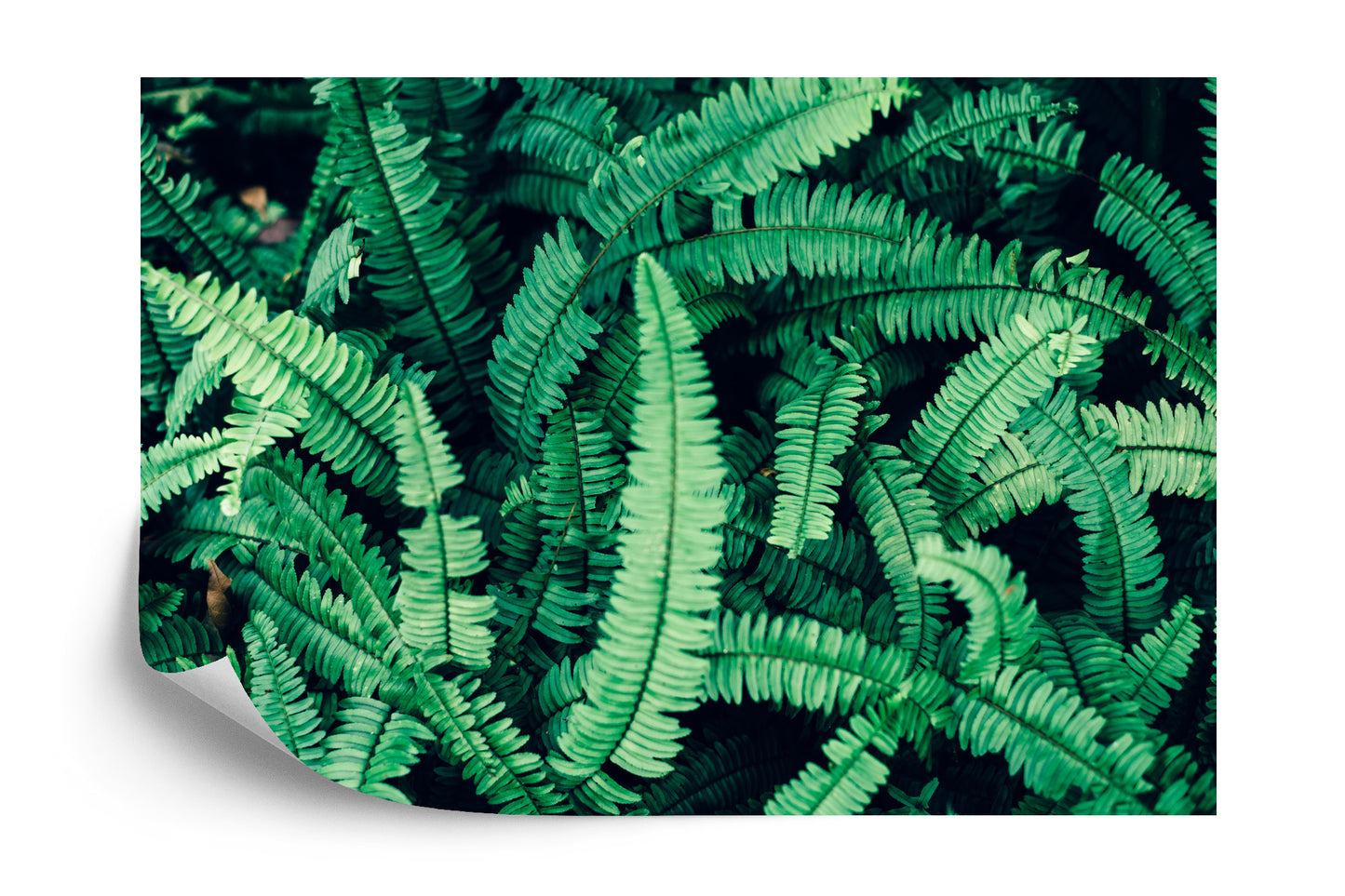 Photomural Fern Leaves