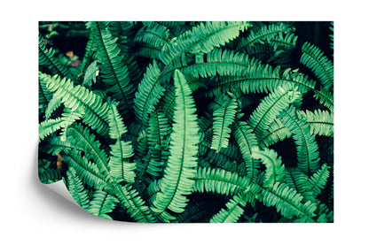 Photomural Fern Leaves