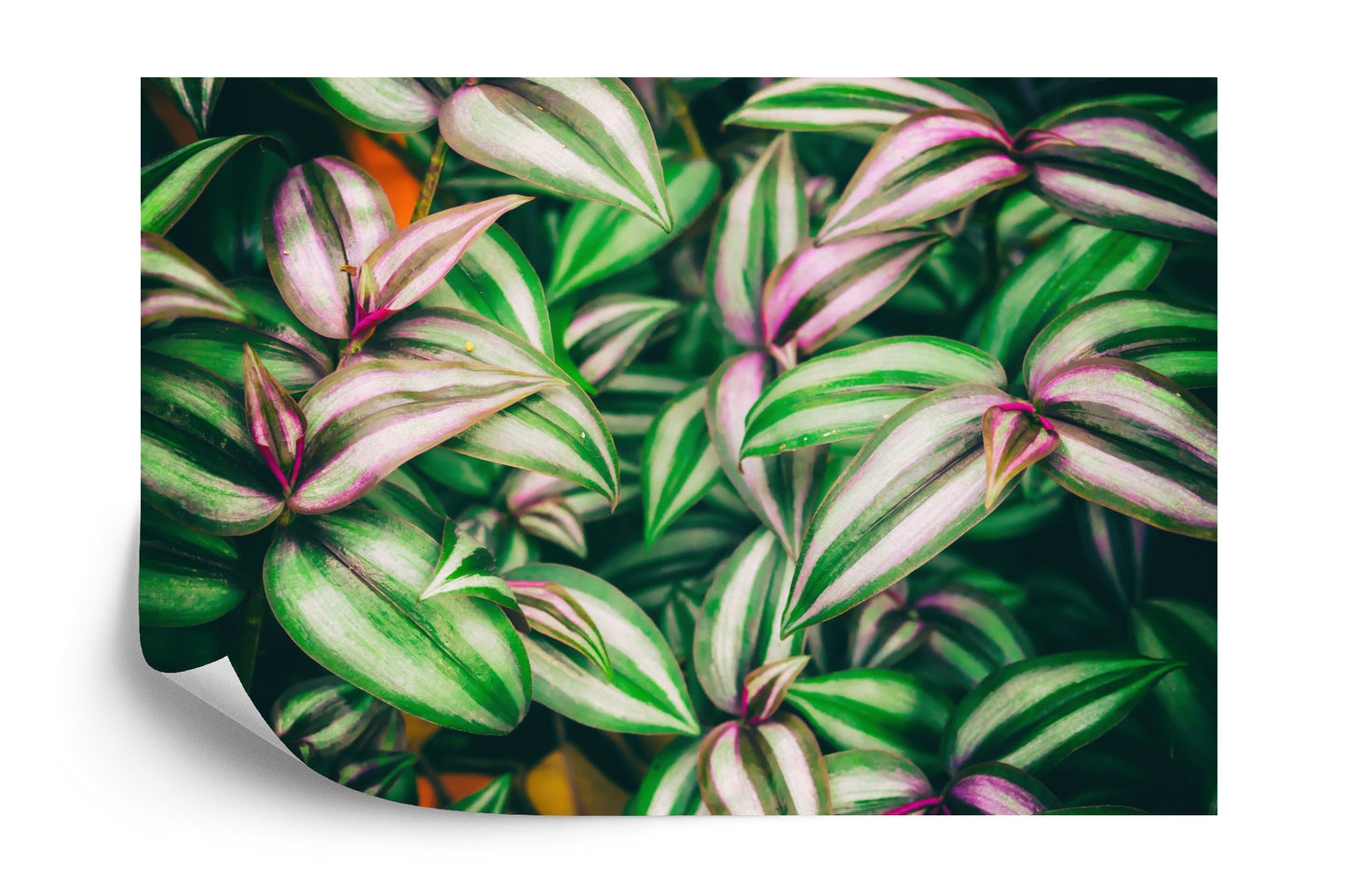 Photomural Tropical Leaves