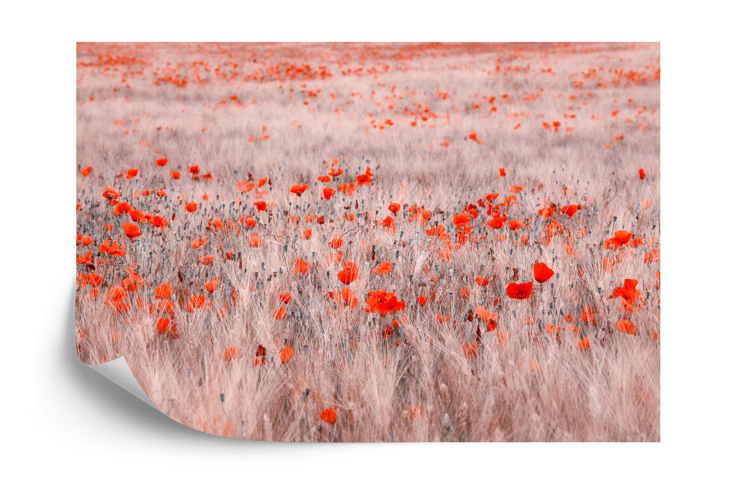 Photomural Poppy Field