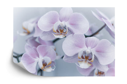 Photomural Beautiful Boy Herbs