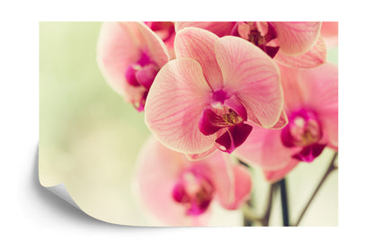 Photomural Beautiful Orchid