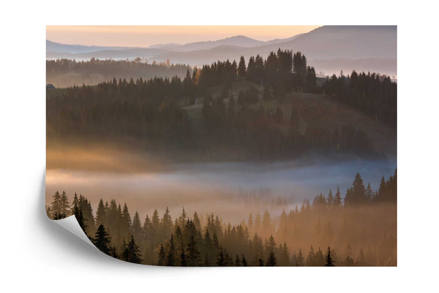 Photomural Forest In Fog