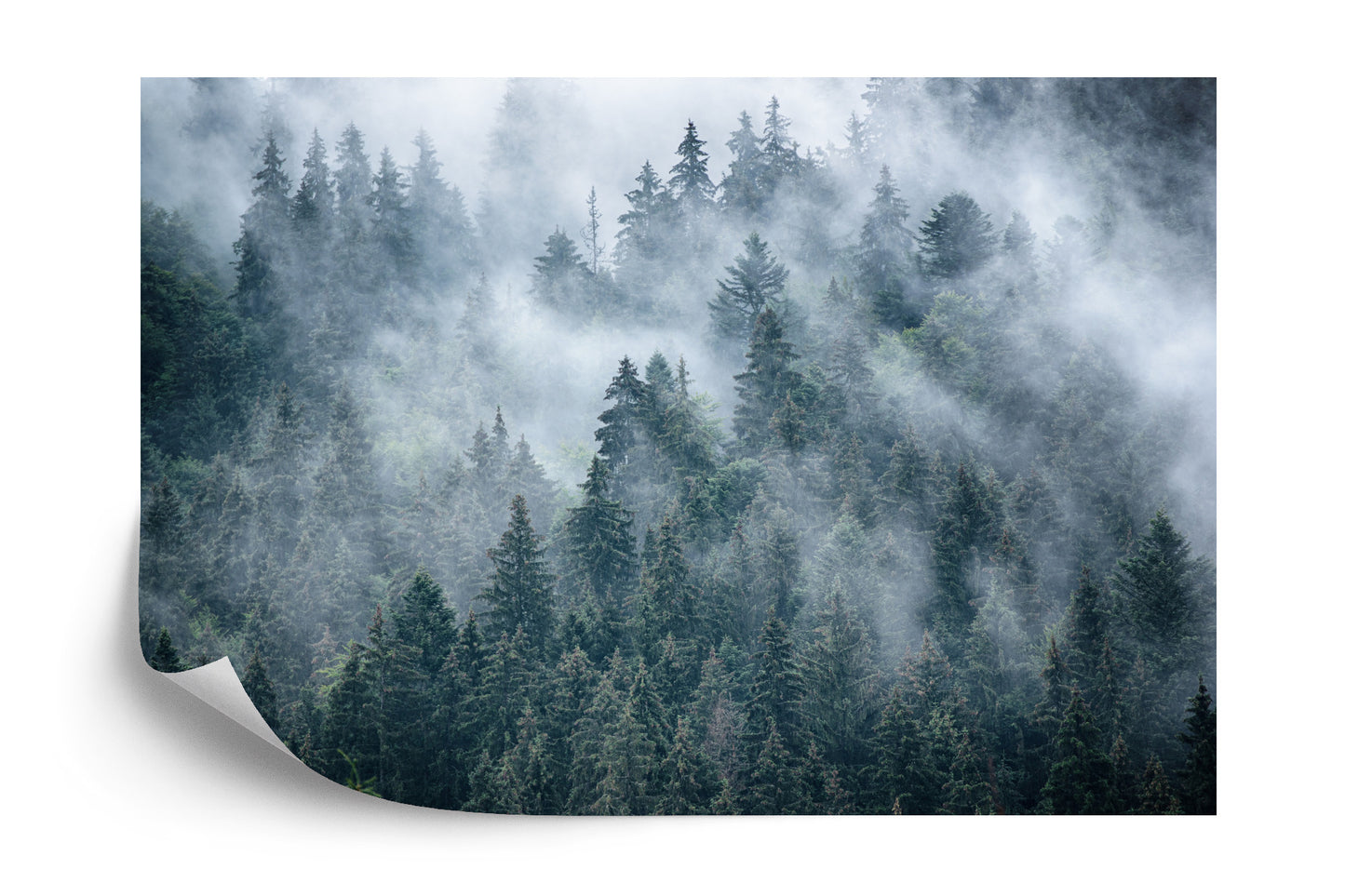Photomural Misty Forest In The Mountains
