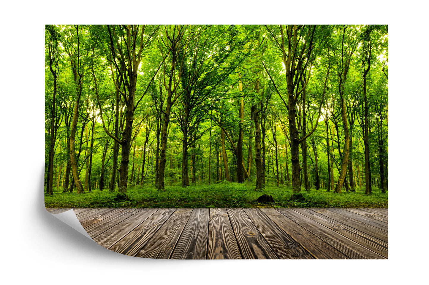 Photomural Step Into The Deep Green Wood Iq-1231