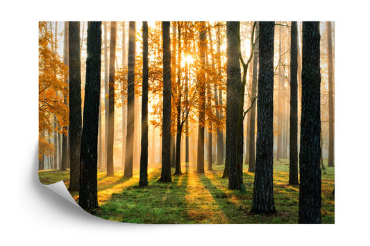 Photomural Forest Sunrise Iq-1224-A