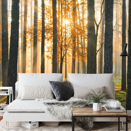 Photomural Forest Sunrise Iq-1224-A