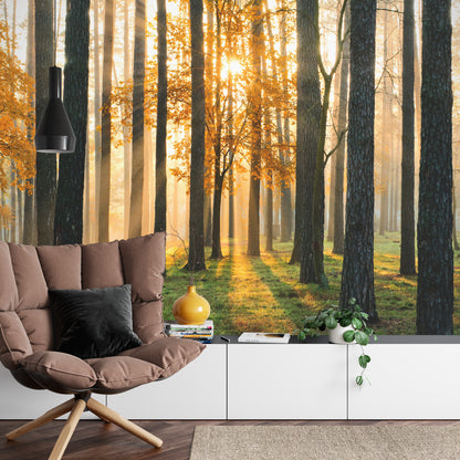 Photomural Forest Sunrise Iq-1224-A