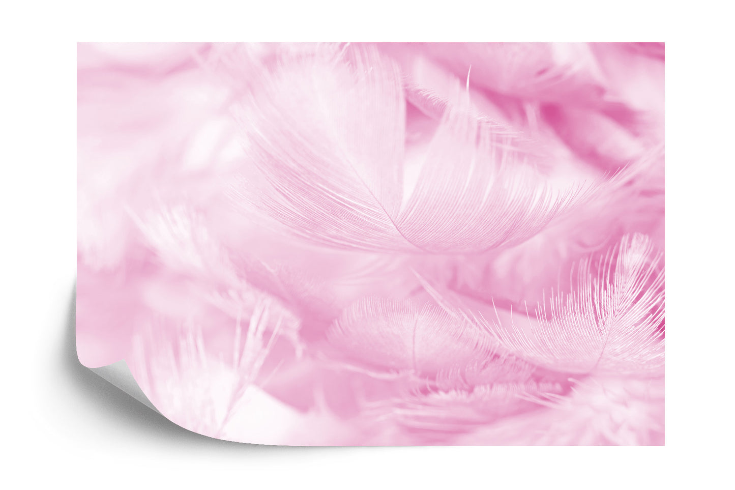 Photomural Feathers In Pink Iq-1251-E