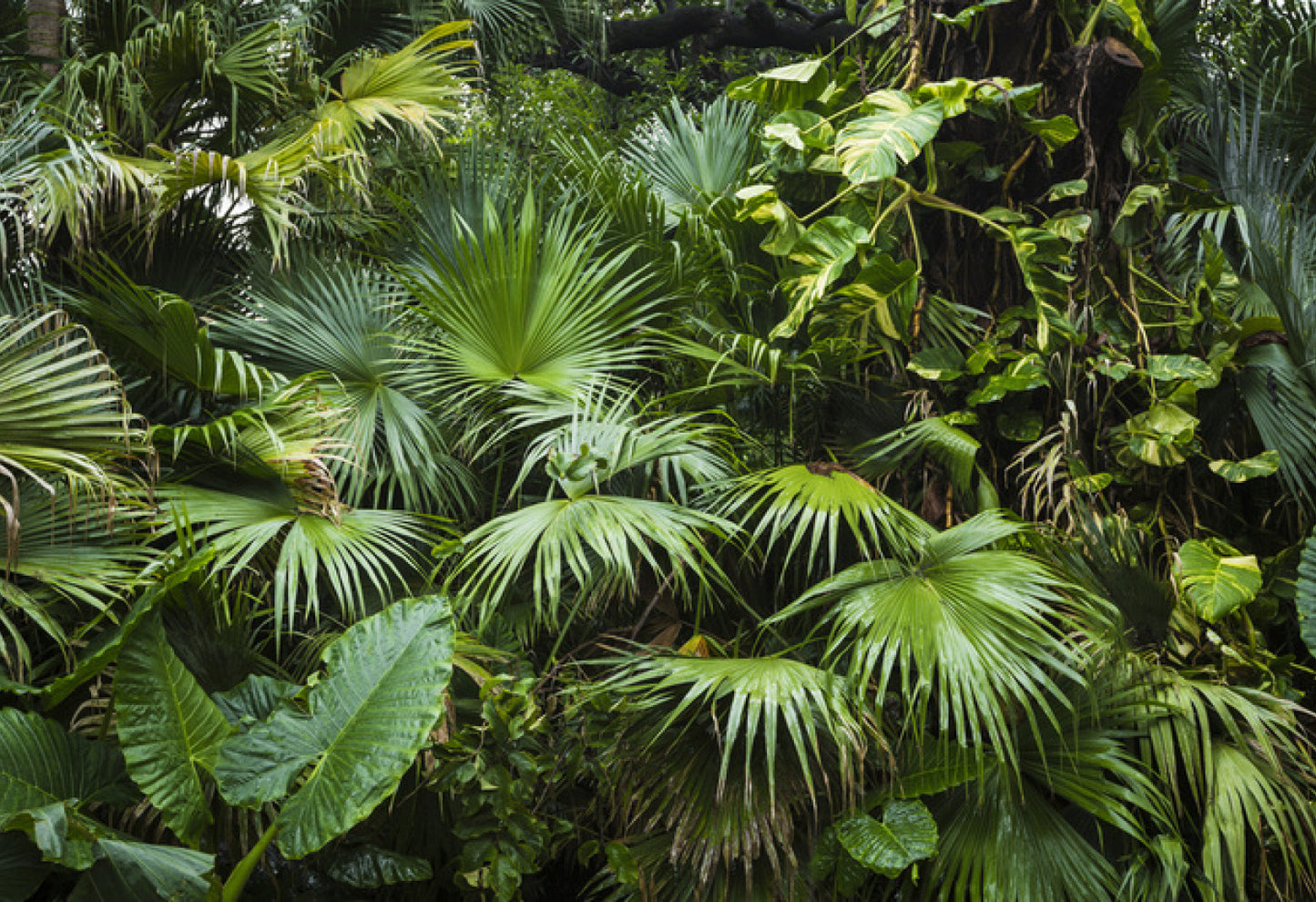 Photomural Beautiful Palm Leaves In A Tropical Jungle