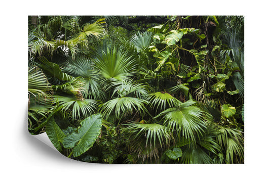 Photomural Beautiful Palm Leaves In A Tropical Jungle