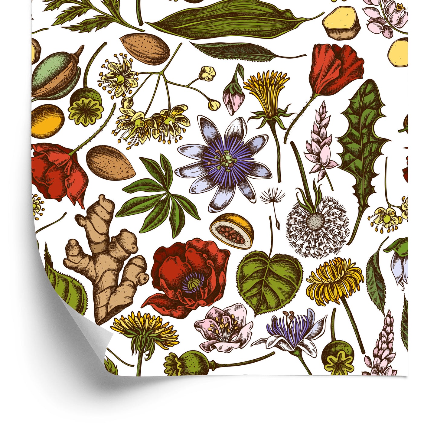 Wallpaper Field Plants With Herbs And Spices