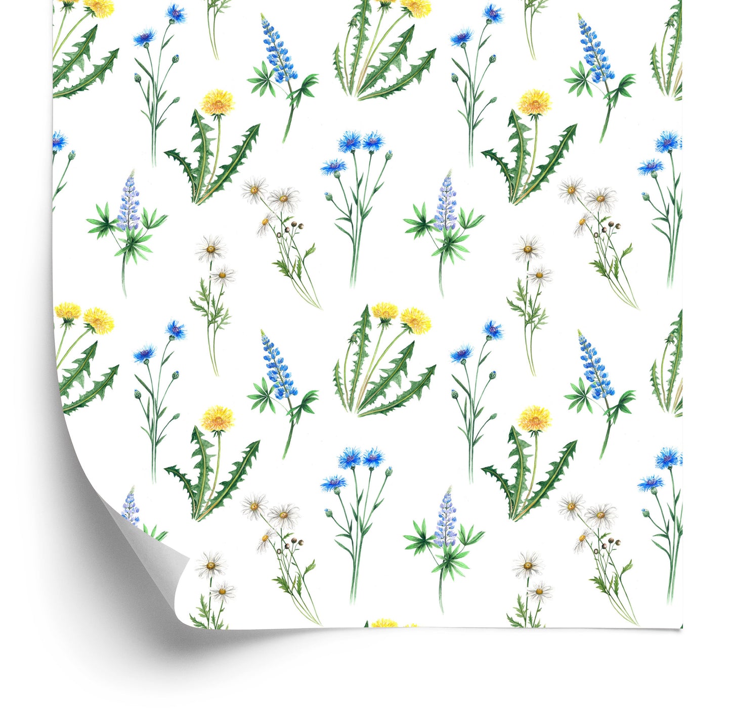 Wallpaper Daisy With Wild Flowers