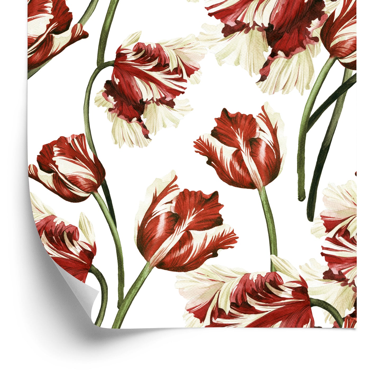 Wallpaper Red And White Tulips
