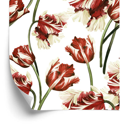 Wallpaper Red And White Tulips