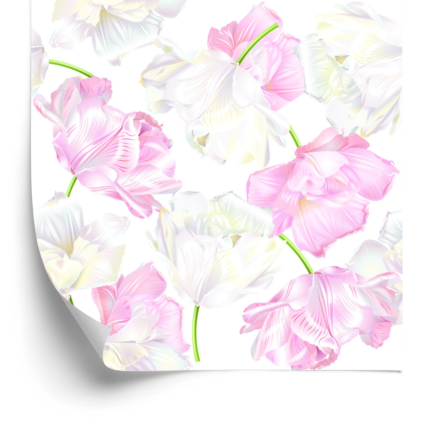 Wallpaper Pink And White Tulips