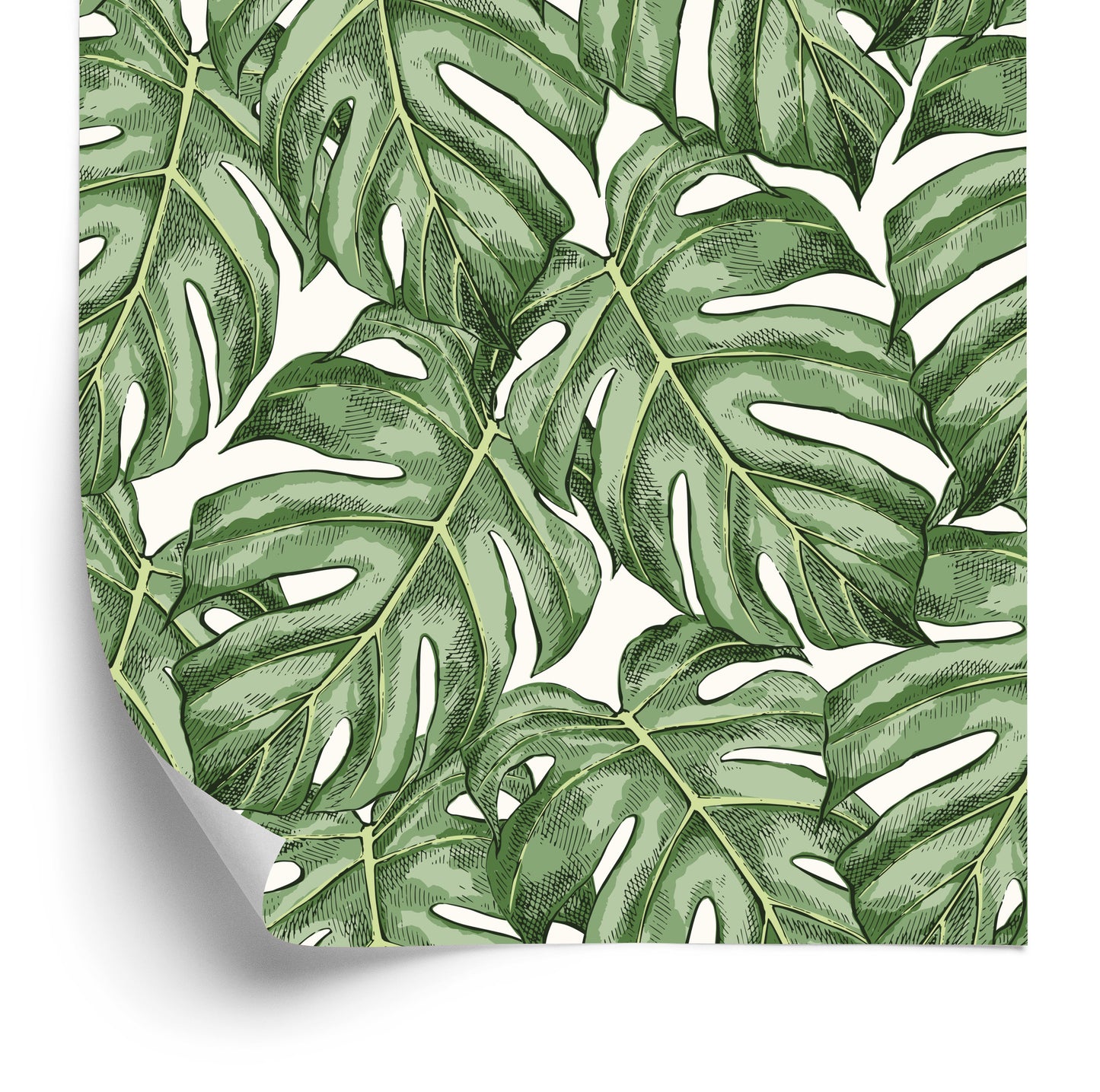 Wallpaper Monstera Leaves