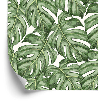 Wallpaper Monstera Leaves