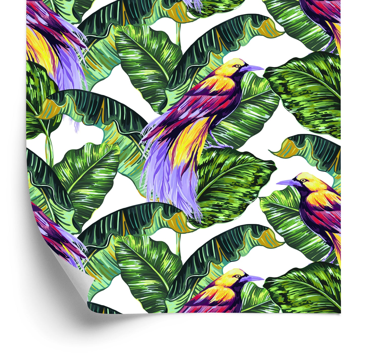 Wallpaper Colorful Birds