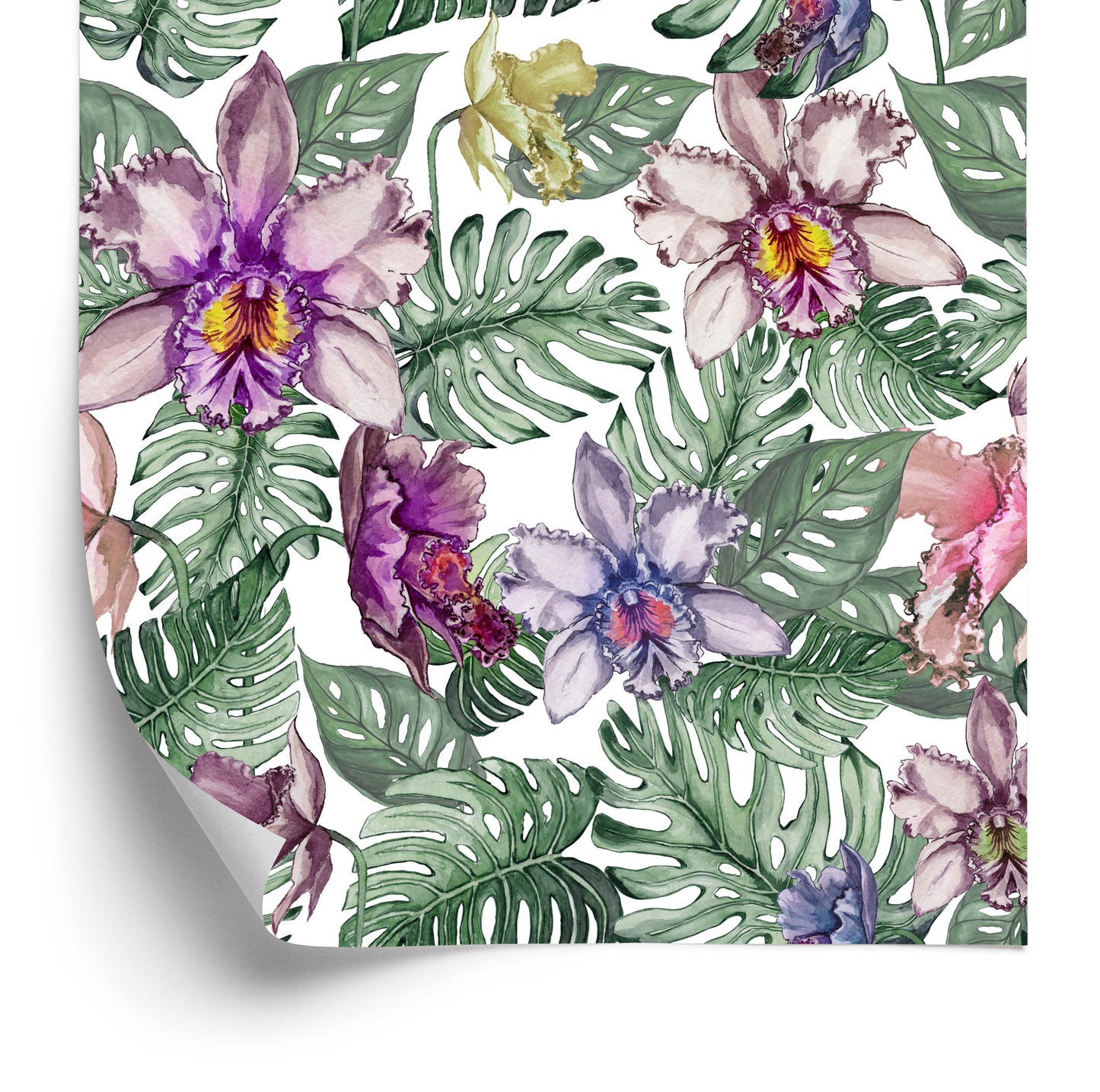 Wallpaper Colorful Orchid Flowers And Monstera Leaves