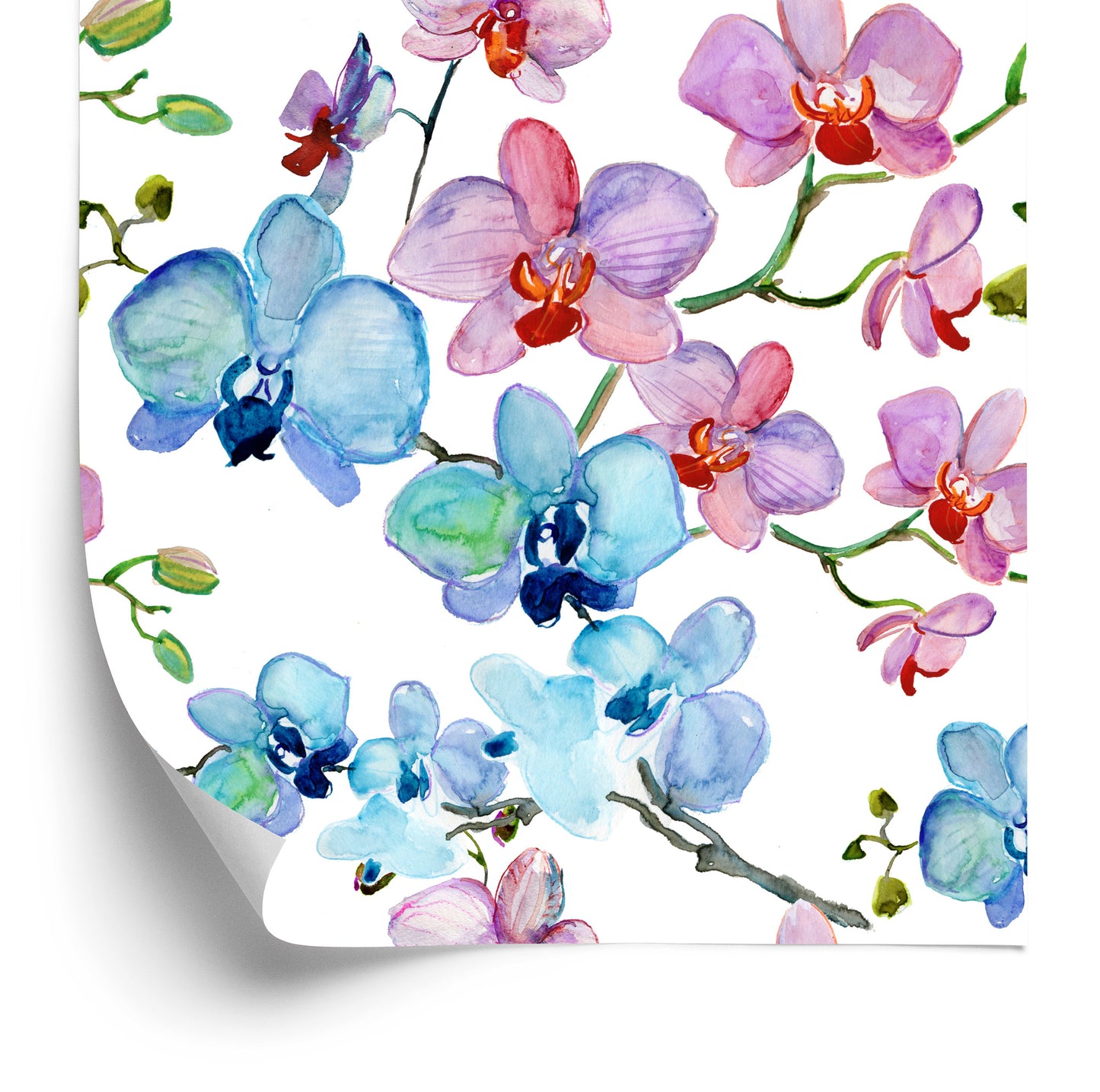 Wallpaper For Salon Orchid Flowers Nature Orchids