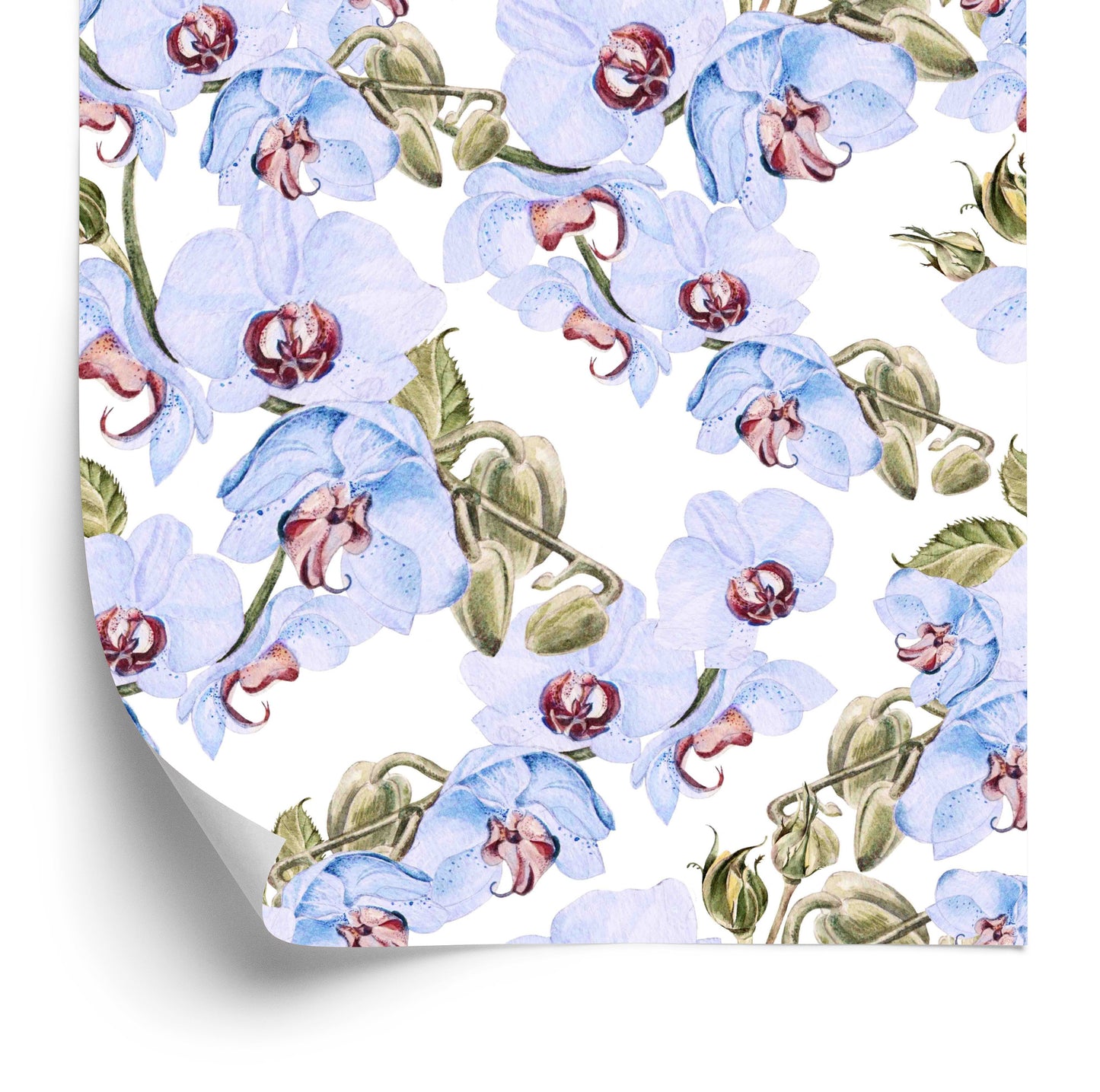 Wallpaper For Living Room Orchids, Leaves, Nature, Plants