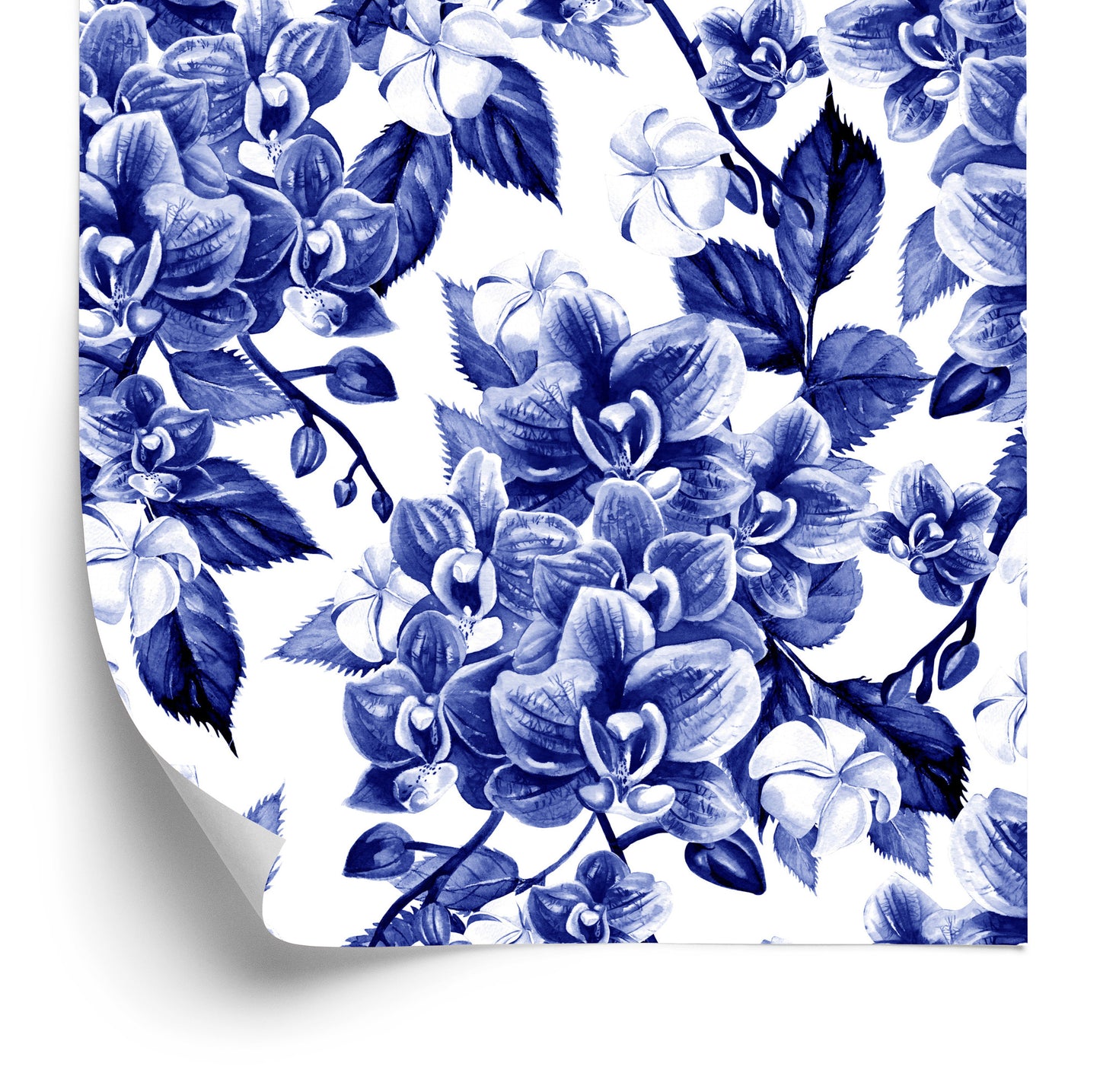 Wallpaper Orchid. Orchid. Nature Plants