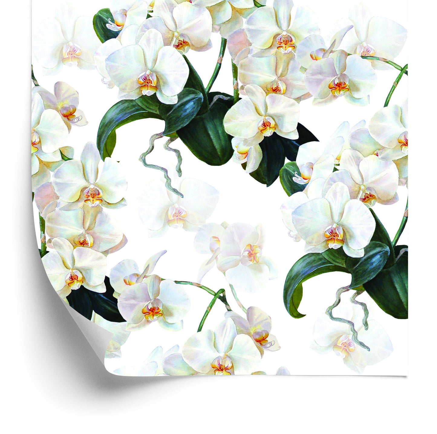 Wallpaper For The Bedroom Exotic Orchids Orchids